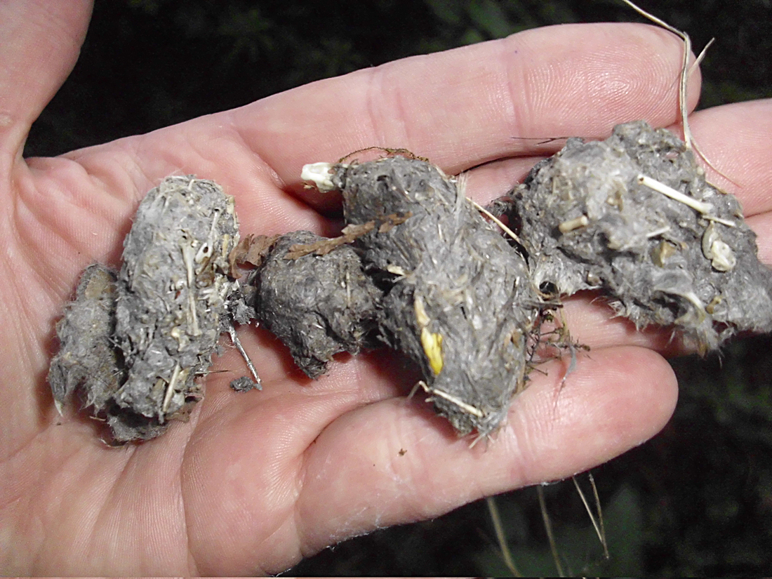 Duhallow Raptor Conservation Project Longeared Owl pellets