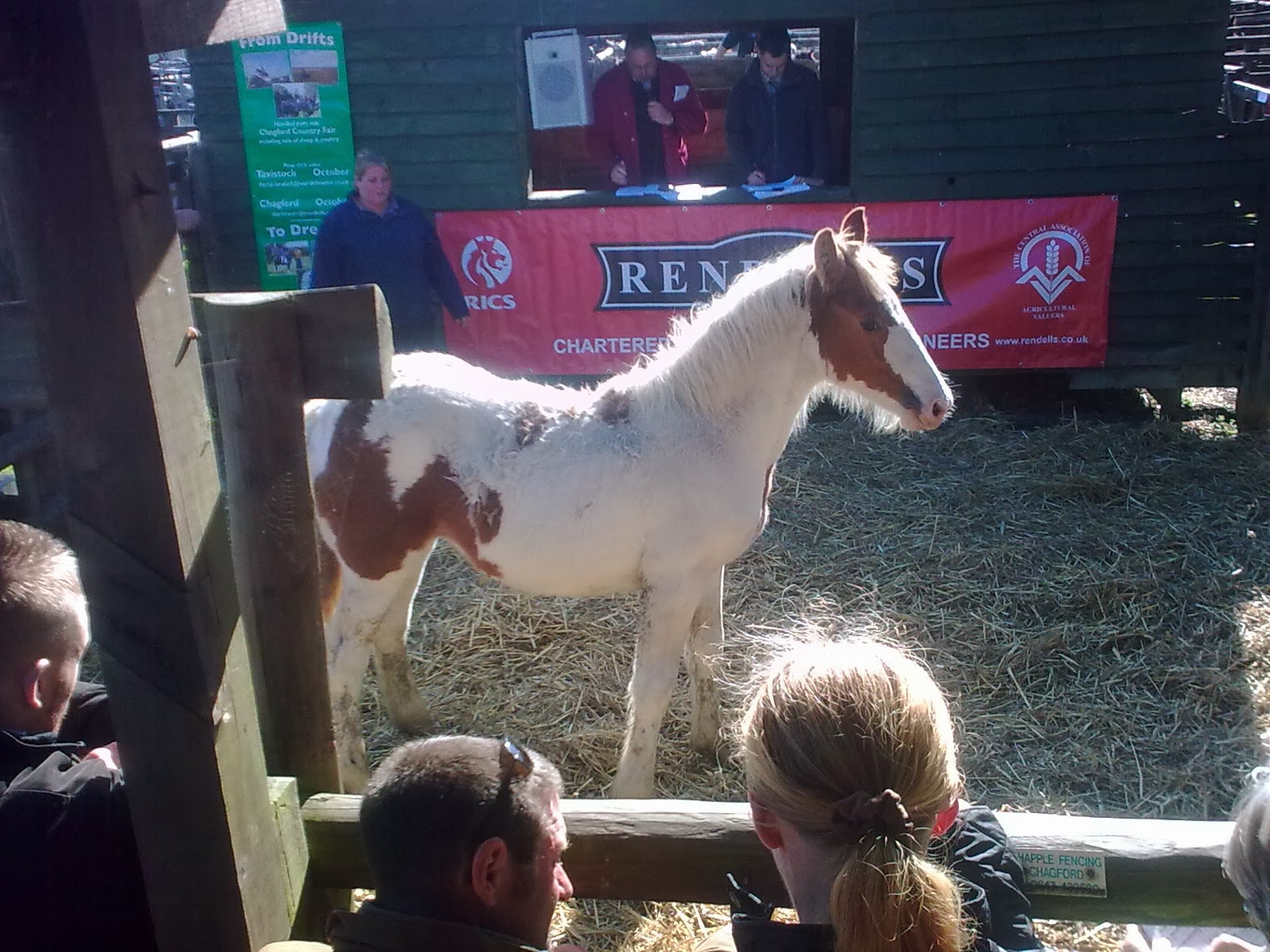 people4ponies blog Chagford Dartmoor Pony Sale