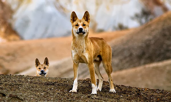 the jungle store the things a dingo mother does for her babies