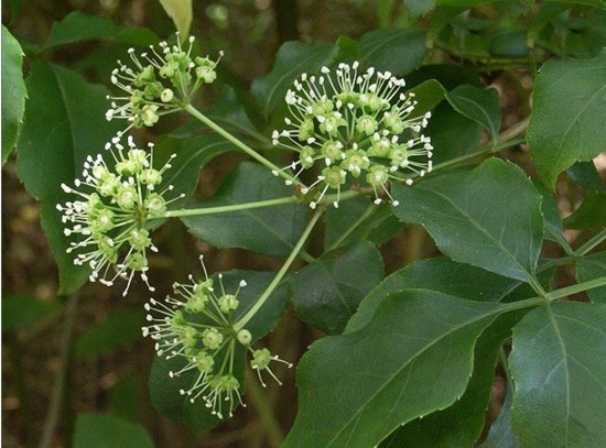 Acanthopanax trifoliatus (L.) Merr.; (Family Araliaceae)