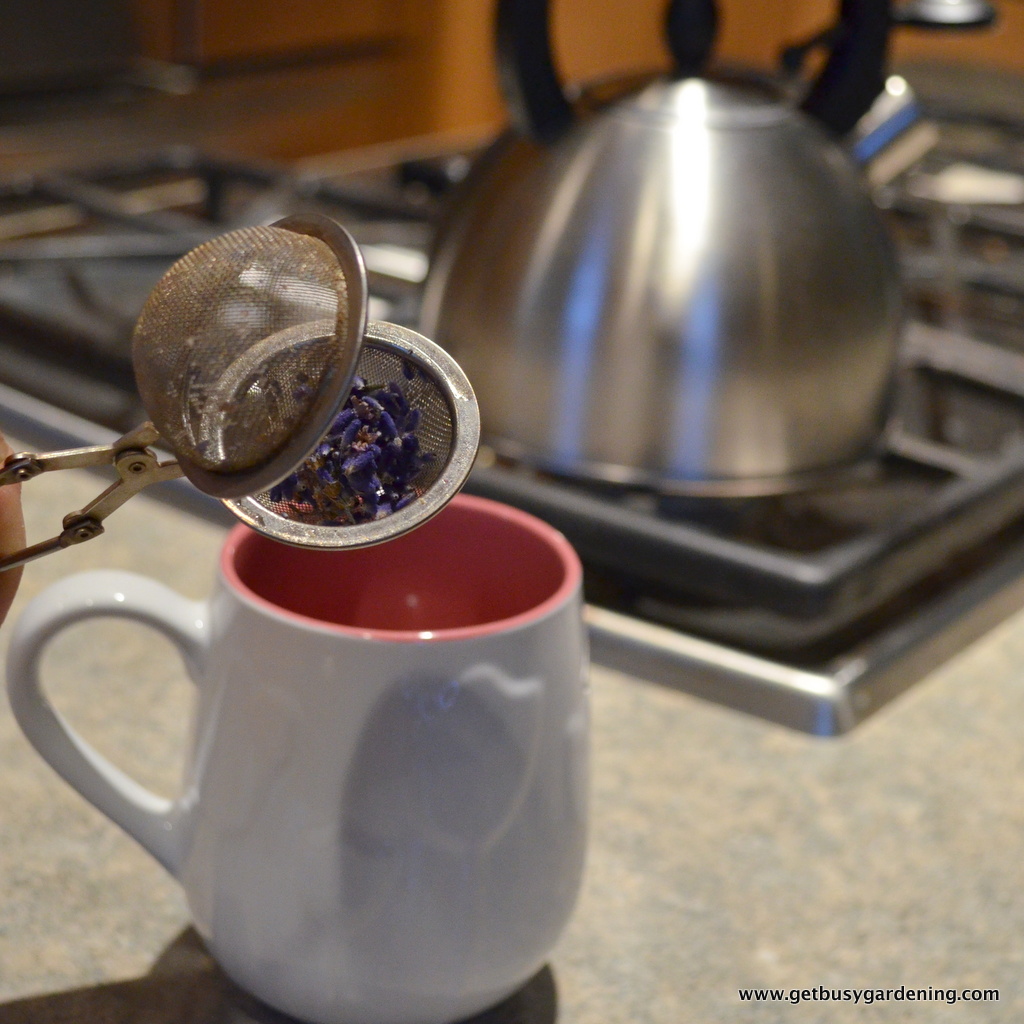 How to Harvest, Dry and Use Lavender Get Busy Gardening