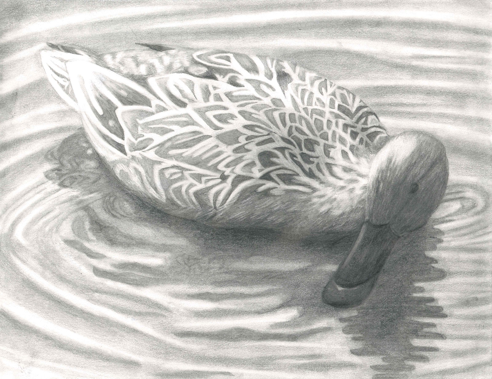 Jr Duck Stamp