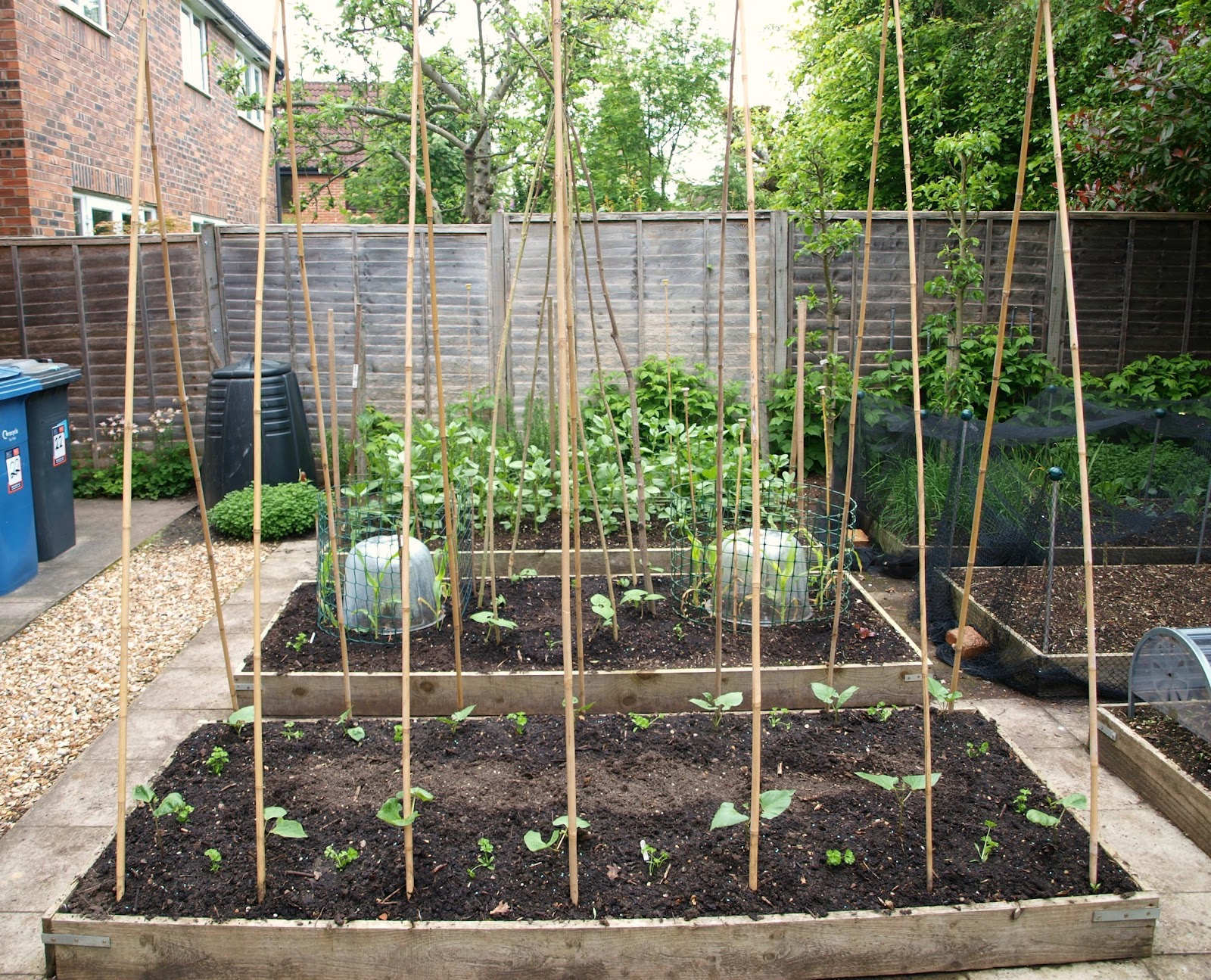Mark's Veg Plot Runner Beans
