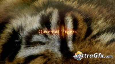 QUEEN of TIGERS