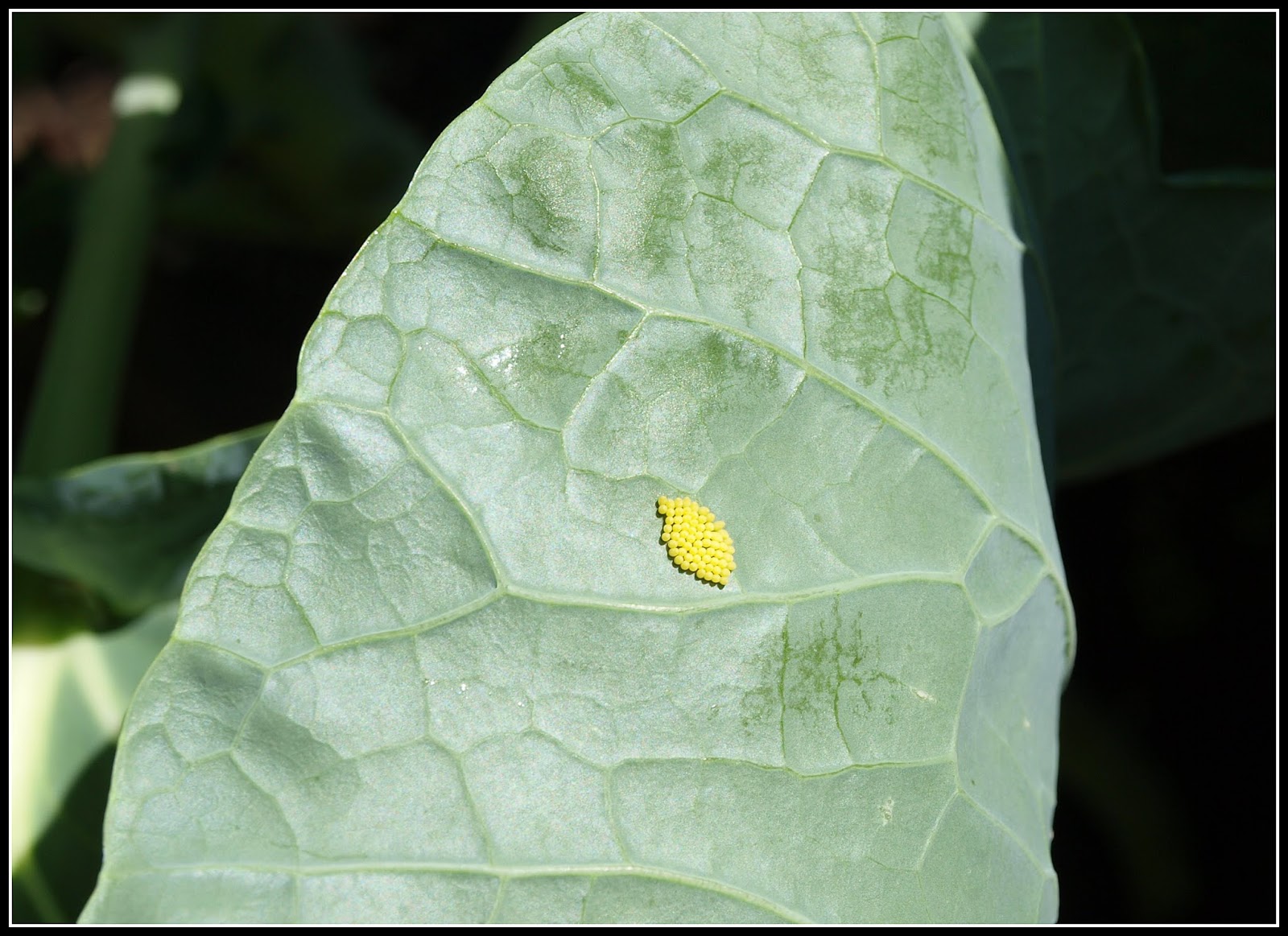 Mark's Veg Plot Invasion of the "Cabbage Whites"