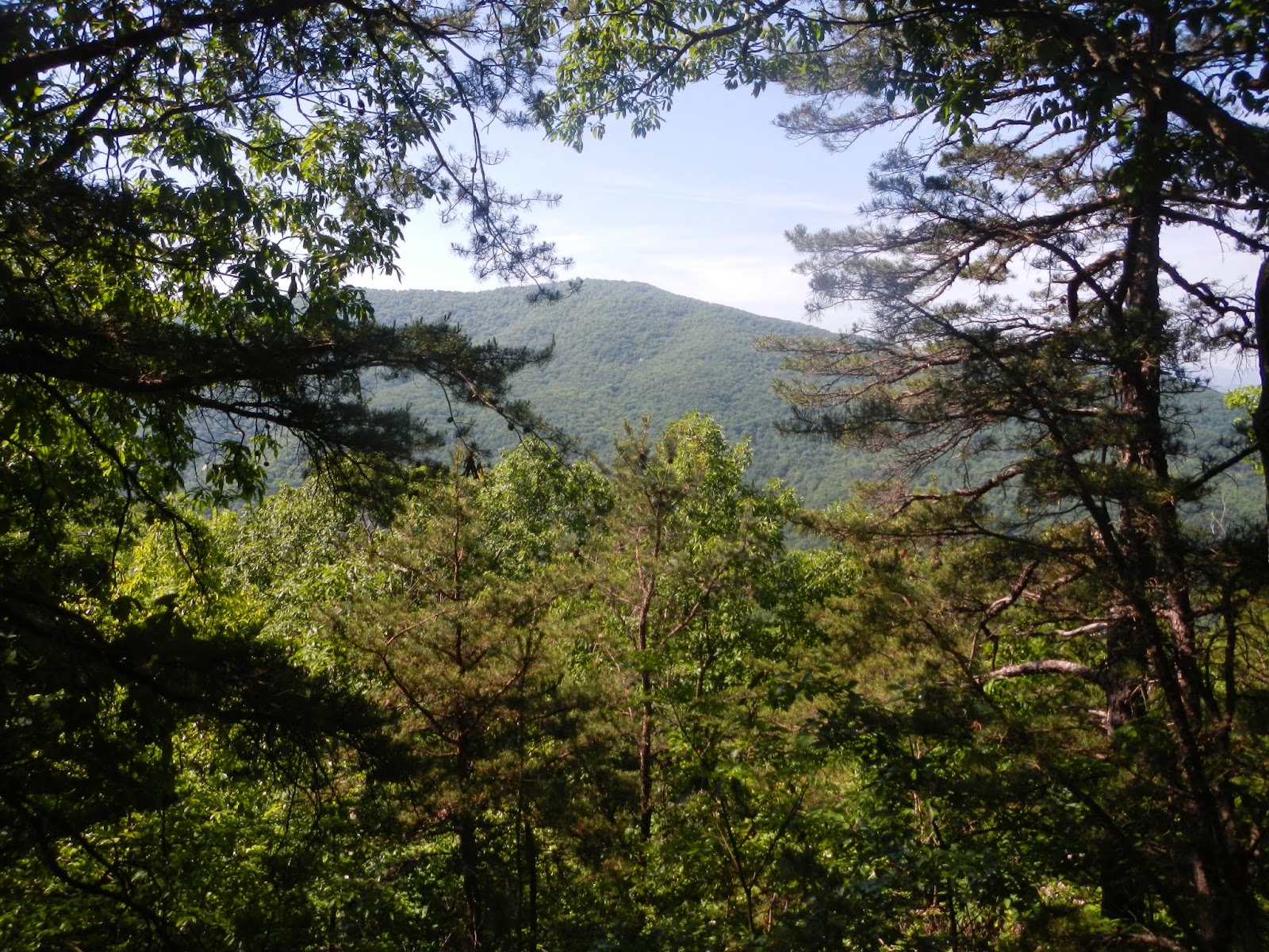 Wandering Virginia Knob Mountain/Jeremys Run Loop SNP North, May