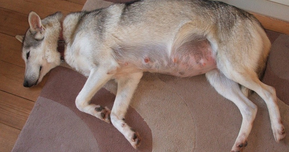 Erste Anzeichen von Hund Schwangerschaft Baby hunde