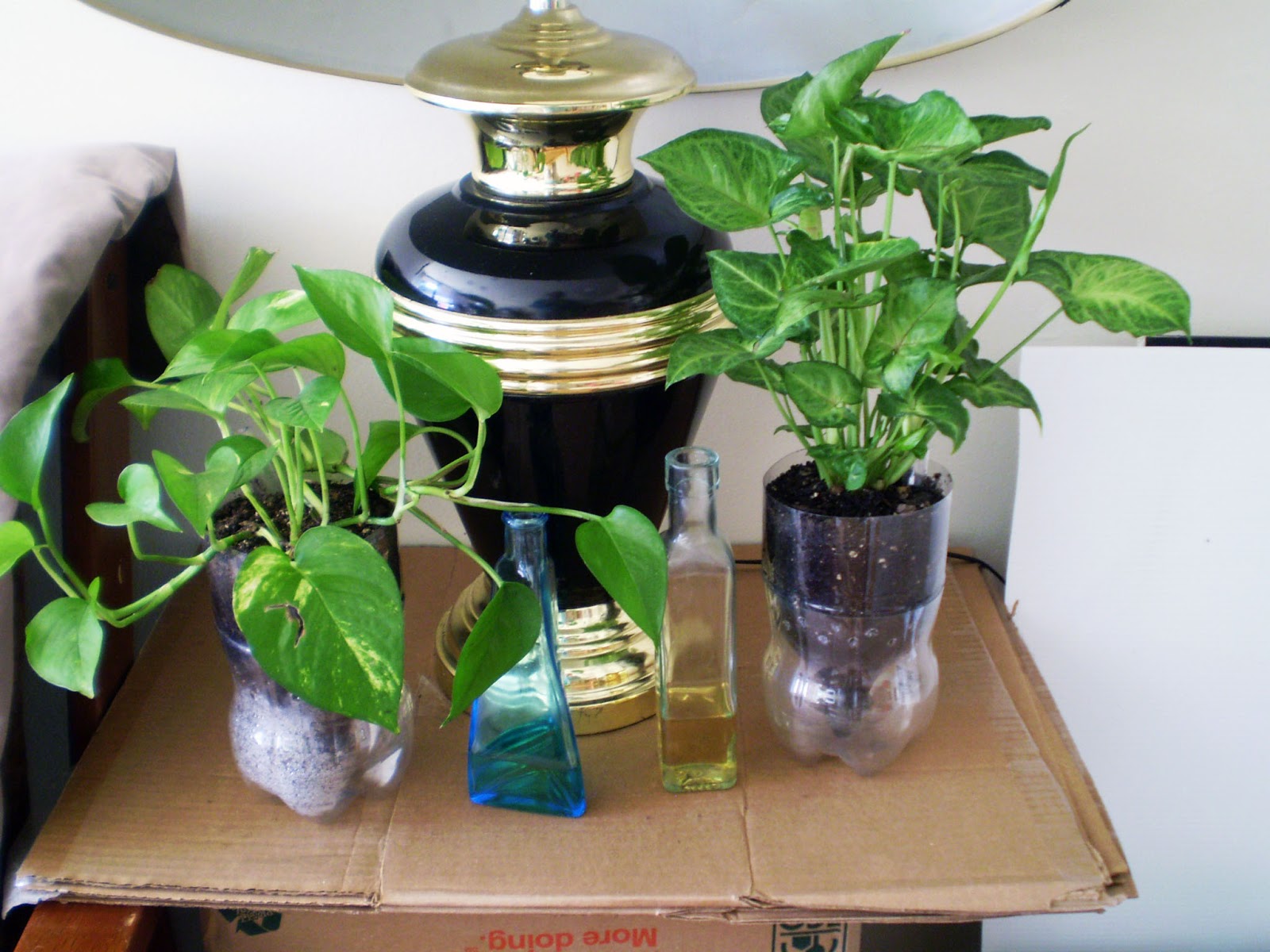 Green Jean January 2013