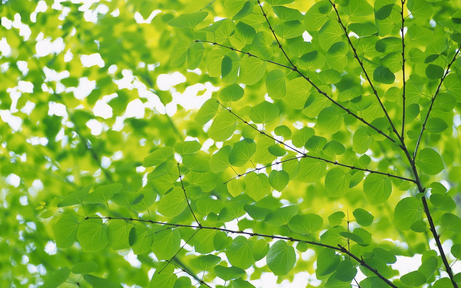 Shine HD Wallpapers: Leaf Wallpapers HD