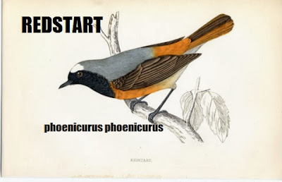 REDSTART