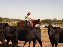My Cowboy Moving Cattle
