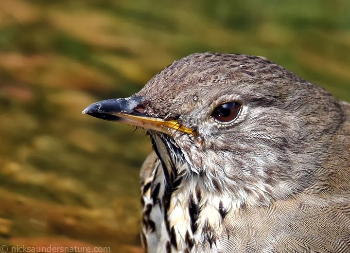 Saskatchewan Birds, Nature and Scenery