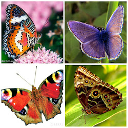 Butterflies Blog Hop 2015-04-11