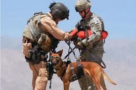 military dog