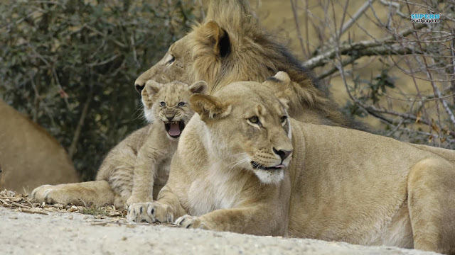 Những hình ảnh hiếm hoai về gia đình sư tử