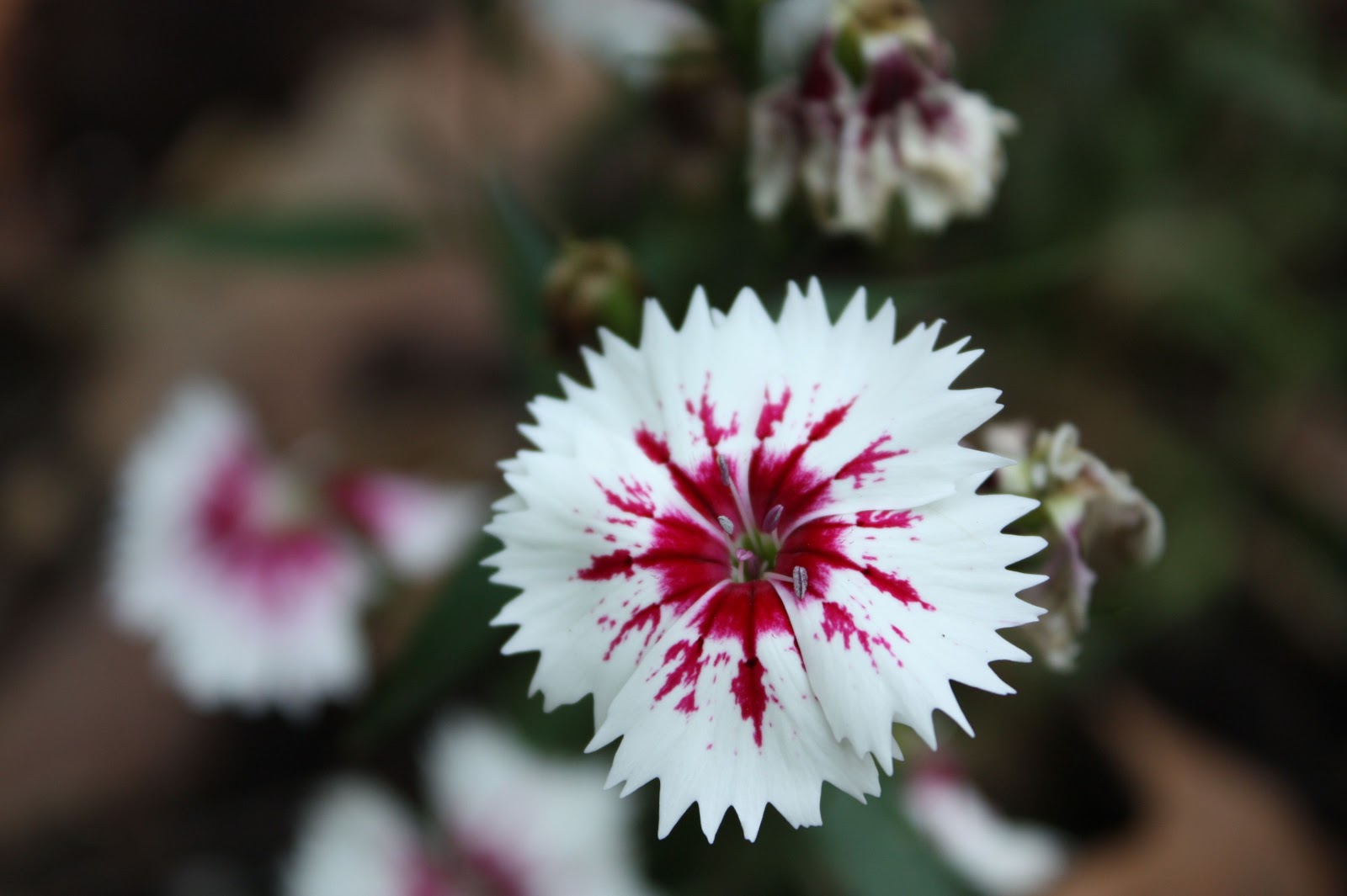 The Edgy Gardener Blog Fancy Flowers in June