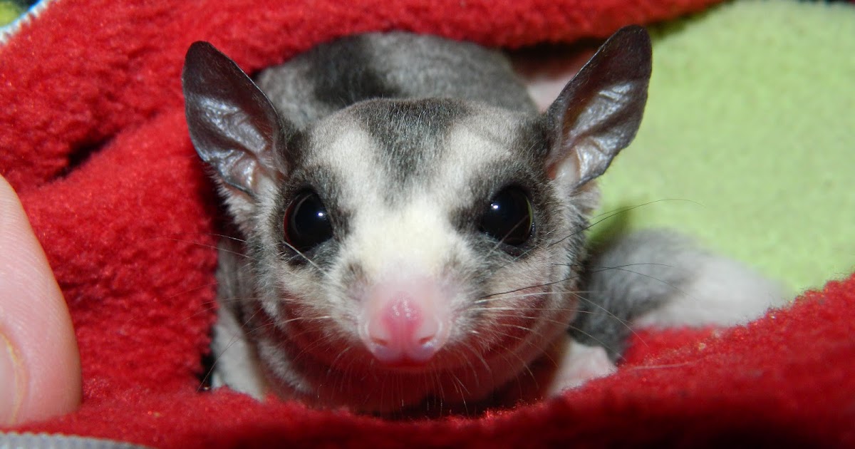 The Compulsive Ramblings Of A Philotherian Best way to trim a sugar