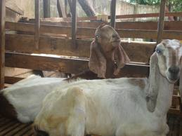 Ismapeti Wilayah Iii Ciri Ciri Kambing Bunting