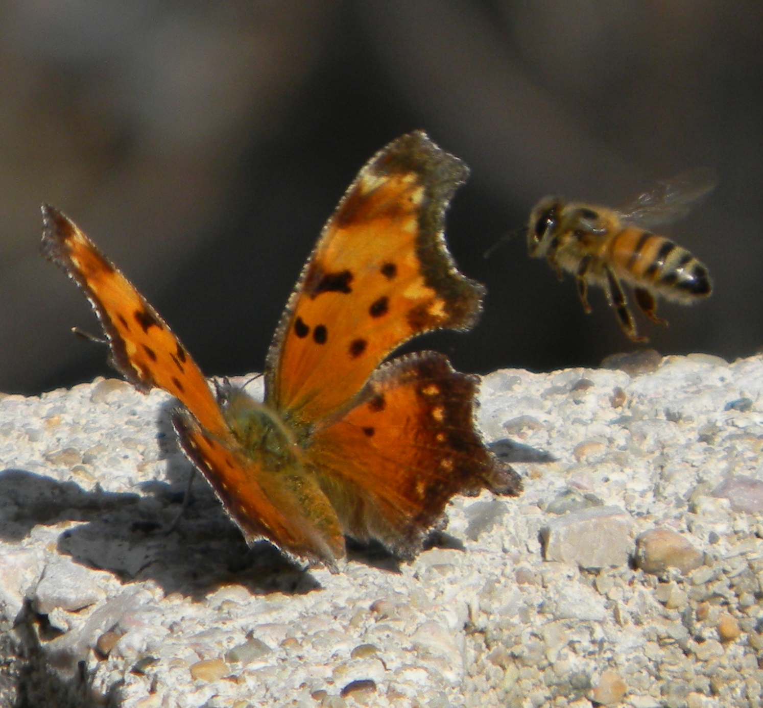 Bees, Birds, Berries, and Blooms! Butterflies vs. Bees