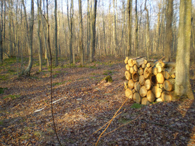 Firewood Storage Safety Tips For Your House