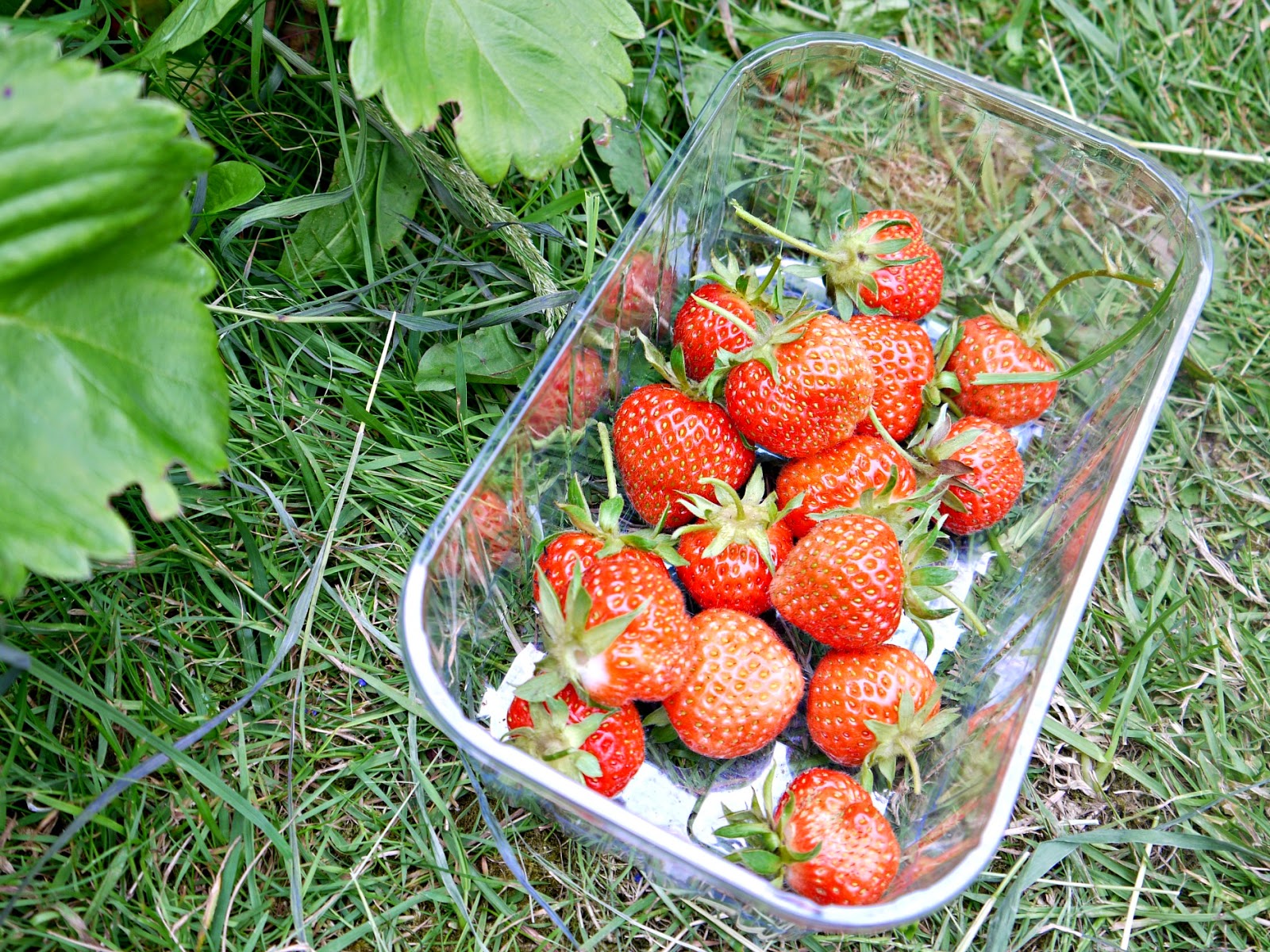 Freshly picked strawberries strawberries