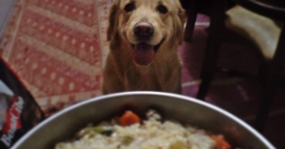 Köpeğim Golden Retriever Special Yemek