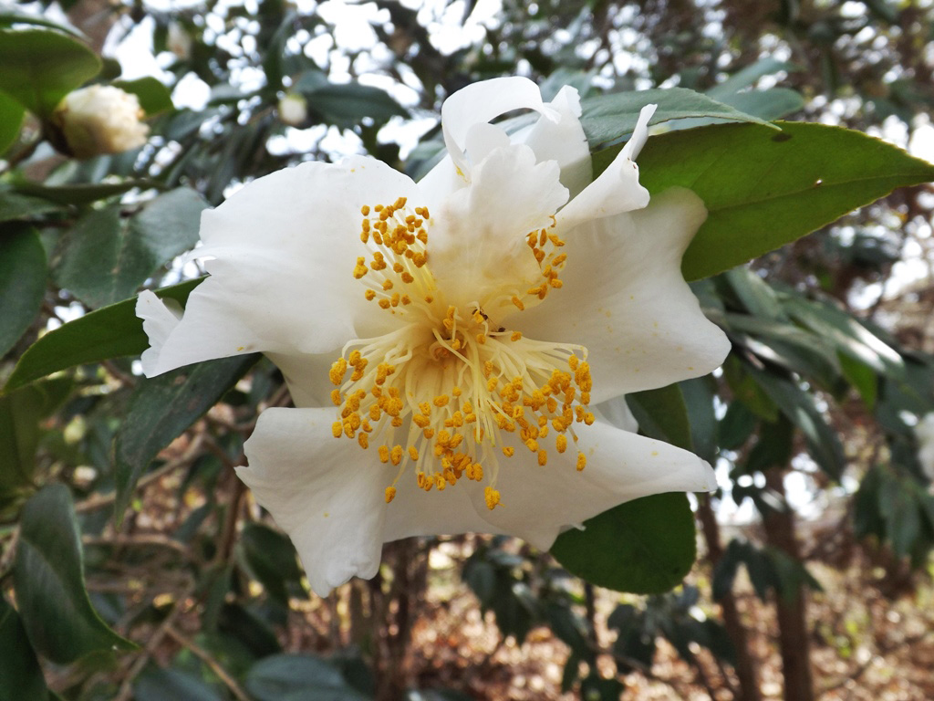 MARIETTE�S BACK TO BASICS {Our Camellia Sinensis Tea Plant}