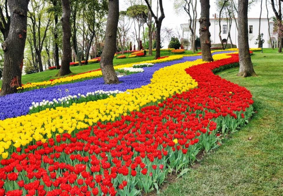 Emirgan-Park-tulips.jpg