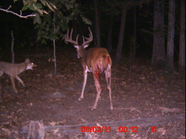 Deer Killing Cats And Dogs To Eat Deer Killing Cats And Dogs To Eat