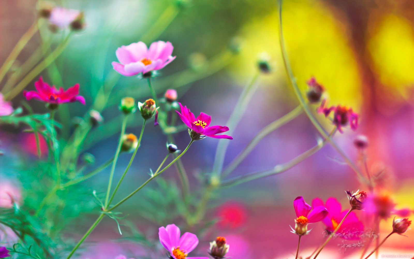 Imagenes De Flores Hermosas En 3d