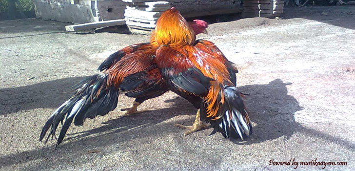 PERAWATAN AYAM BANGKOK ADUAN