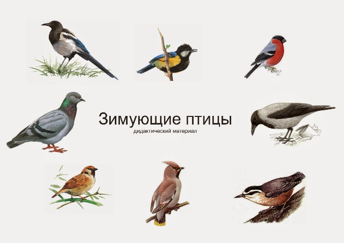 Лексическая Тема Зимующие Птицы