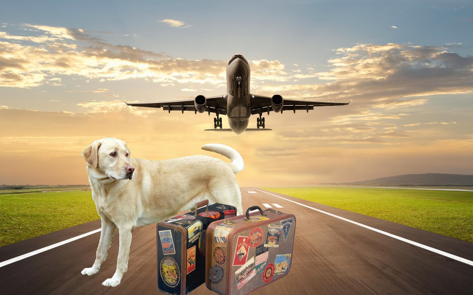 Traveling with your Pet