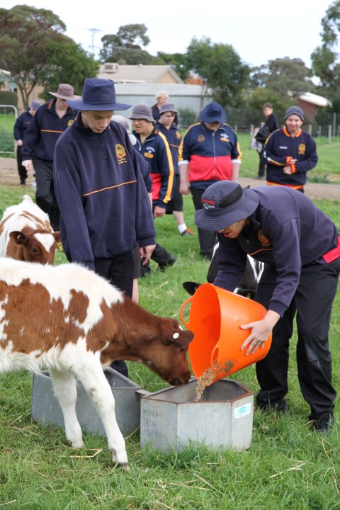 Feeding the calves