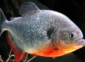 Cara Pembenihan Budidaya Ikan Bawal Alam Ikan