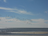 The Biloxi Beach