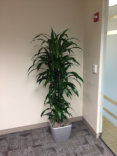 tropical plants and flowers;office plant leasing and rental;indoor office plants;
