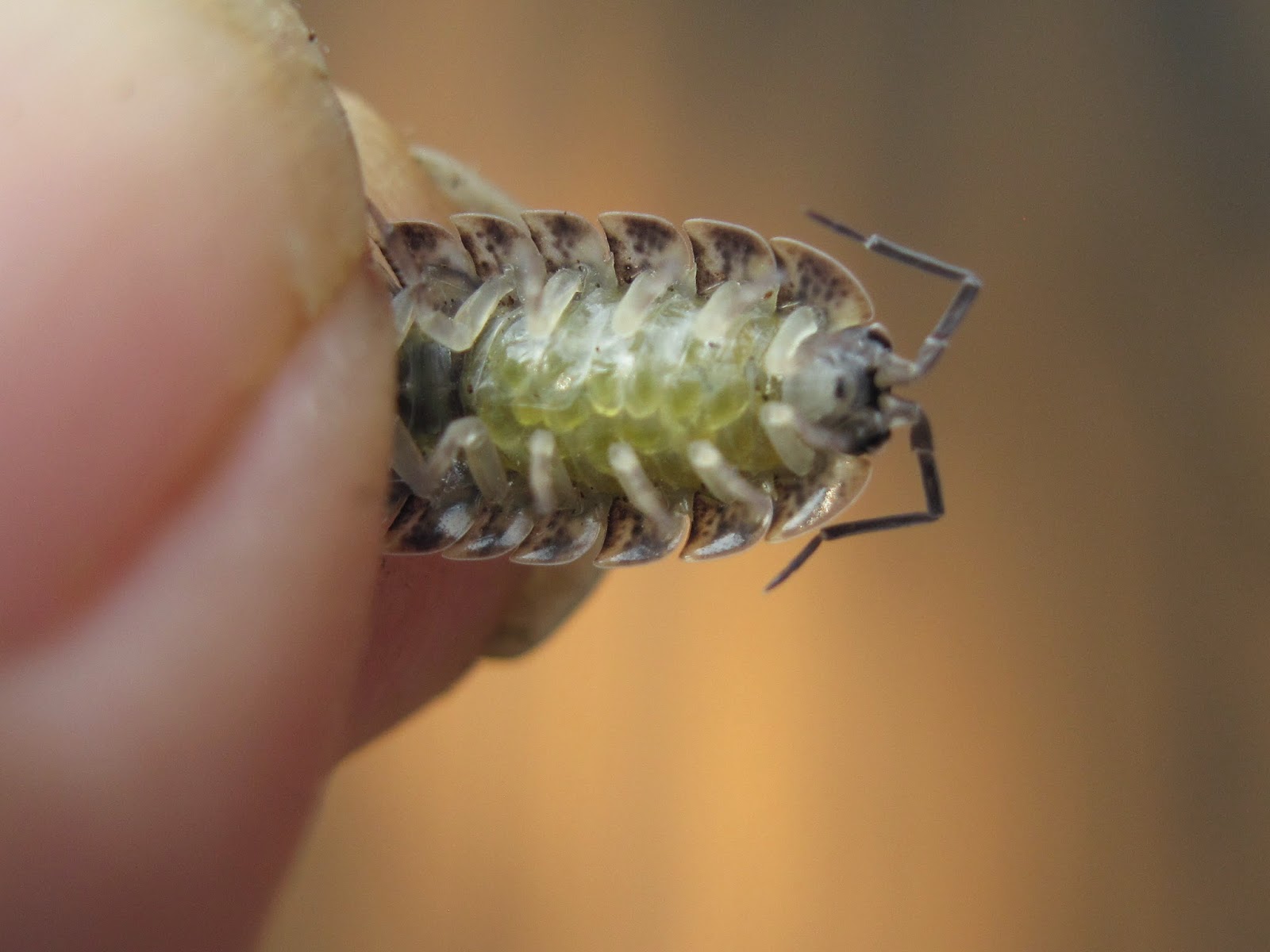 RAWRchelle's Insect Breeding Guides Terrestrial Isopod Care and Breeding
