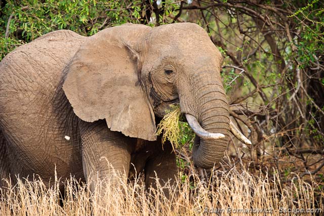 How much do elephants eat?