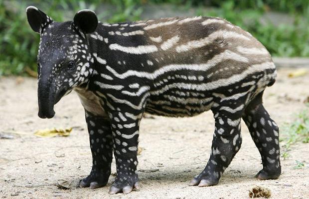 Tapir Tapir