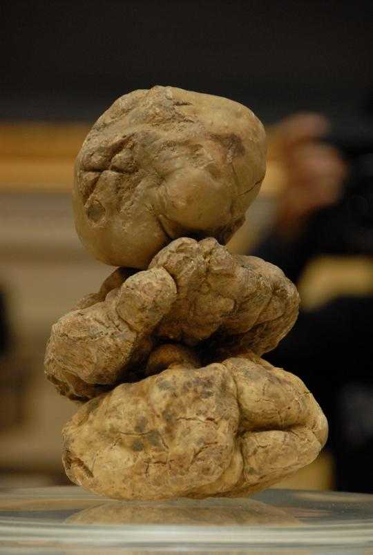 Food that looks like poop!