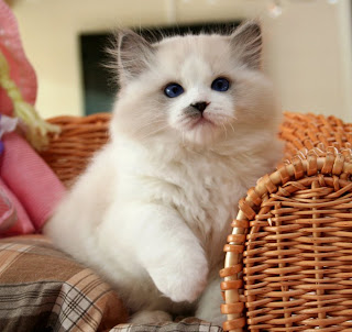 cute ragdoll cat kitten puss pussy pussycat grimalkin kat mace pisik kotka gat macka kocka kass pusa kissa gato katze macska kottur kakis kate qattus kot pisica macka katt kedi con meo kucing pets, huisdieren, animaux de compagnie, Haustiere, animais, Animale de companie, animales domesticos, husdjur, Evcil Hayvan, anifeiliaid anwes, domace zvali, binatang kesayangan, augintiniai, animali domestici, peatai, bet kay, lemmikit, mga alagang hayop, domaci zvirata, kucni ljubimci, animals domestics, maskotak, binatang peliharaan cute ragdoll cat kitten puss pussy pussycat grimalkin kat mace pisik kotka gat macka kocka kass pusa kissa gato katze macska kottur kakis kate qattus kot pisica macka katt kedi con meo kucing pets, huisdieren, animaux de compagnie, Haustiere, animais, Animale de companie, animales domesticos, husdjur, Evcil Hayvan, anifeiliaid anwes, domace zvali, binatang kesayangan, augintiniai, animali domestici, peatai, bet kay, lemmikit, mga alagang hayop, domaci zvirata, kucni ljubimci, animals domestics, maskotak, binatang peliharaan