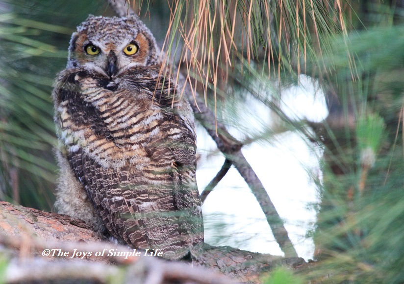 The Joys of Simple Life Great Horned Owl in a 180 Degree Head Turn