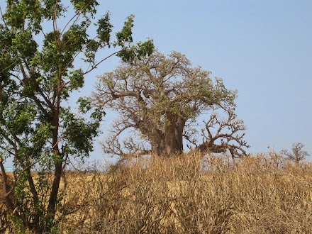 La symbolique du baobob