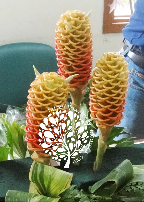 Flower Today Bee Hive Ginger Flower flower daily blog