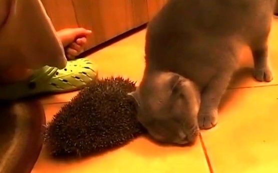 Cat Hedgehog