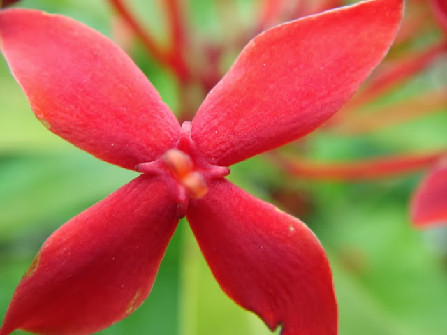 Vẻ đẹp của loài bông hoa Trang tự nhiên & bonsai