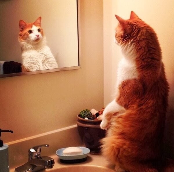 Staring Gif Cat Staring Gif Cat