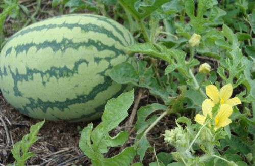 Data Jenis Tanaman Hortikultura Informasi Pengetahuan Dan Hiburan