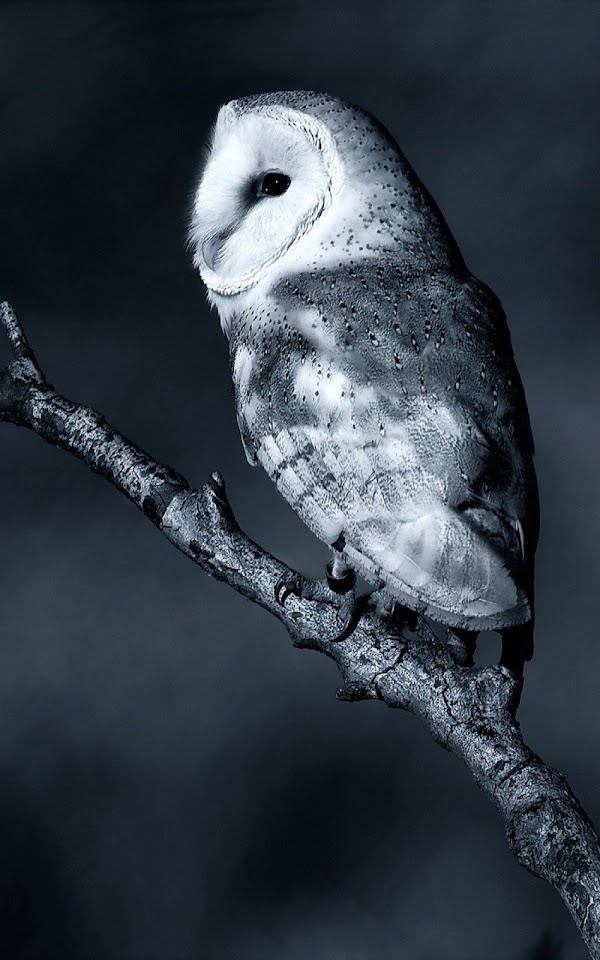White Night Owl Android Wallpaper